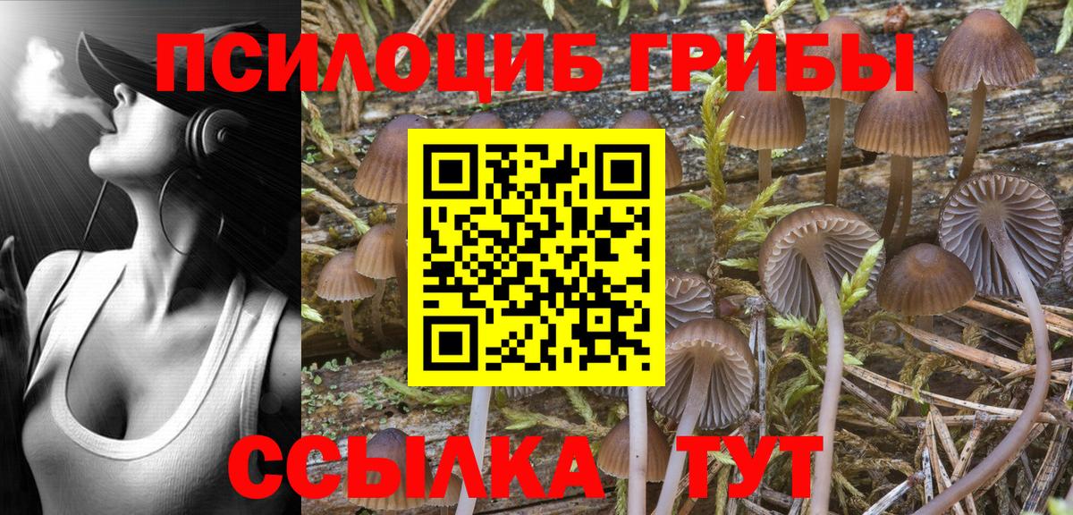 Псилоцибиновые грибы Psilocybine cubensis Губкинский